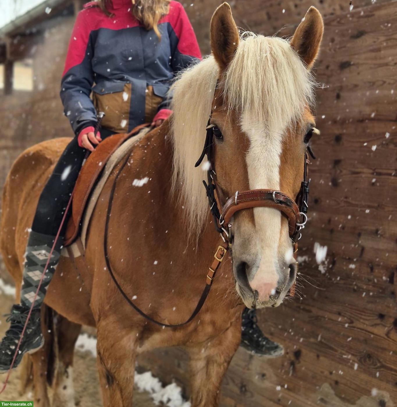 Haflinger Stute Annie sucht passenden Lebensplatz