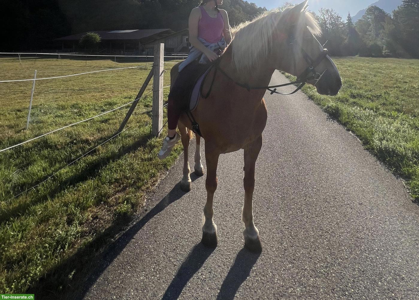 Bild 2: Haflinger Stute Annie sucht passenden Lebensplatz