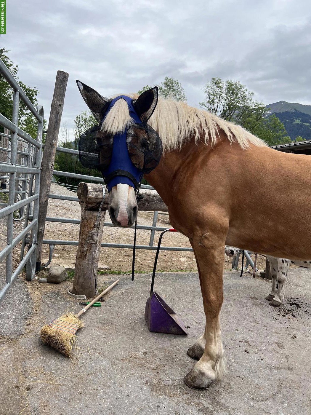 Bild 3: Haflinger Stute Annie sucht passenden Lebensplatz