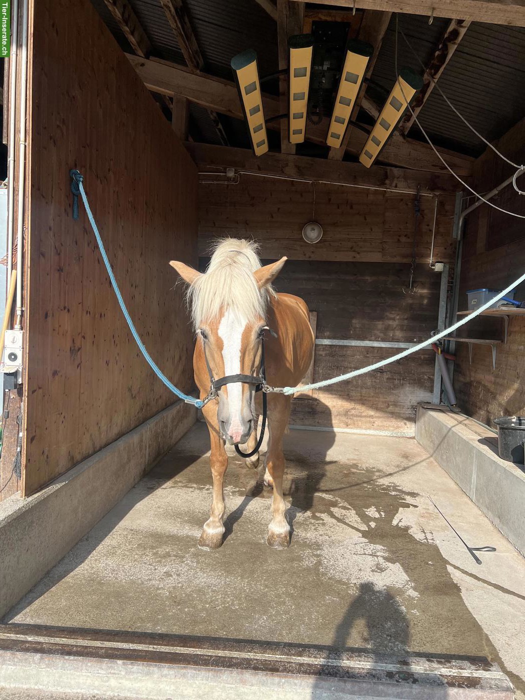 Bild 4: Haflinger Stute Annie sucht passenden Lebensplatz