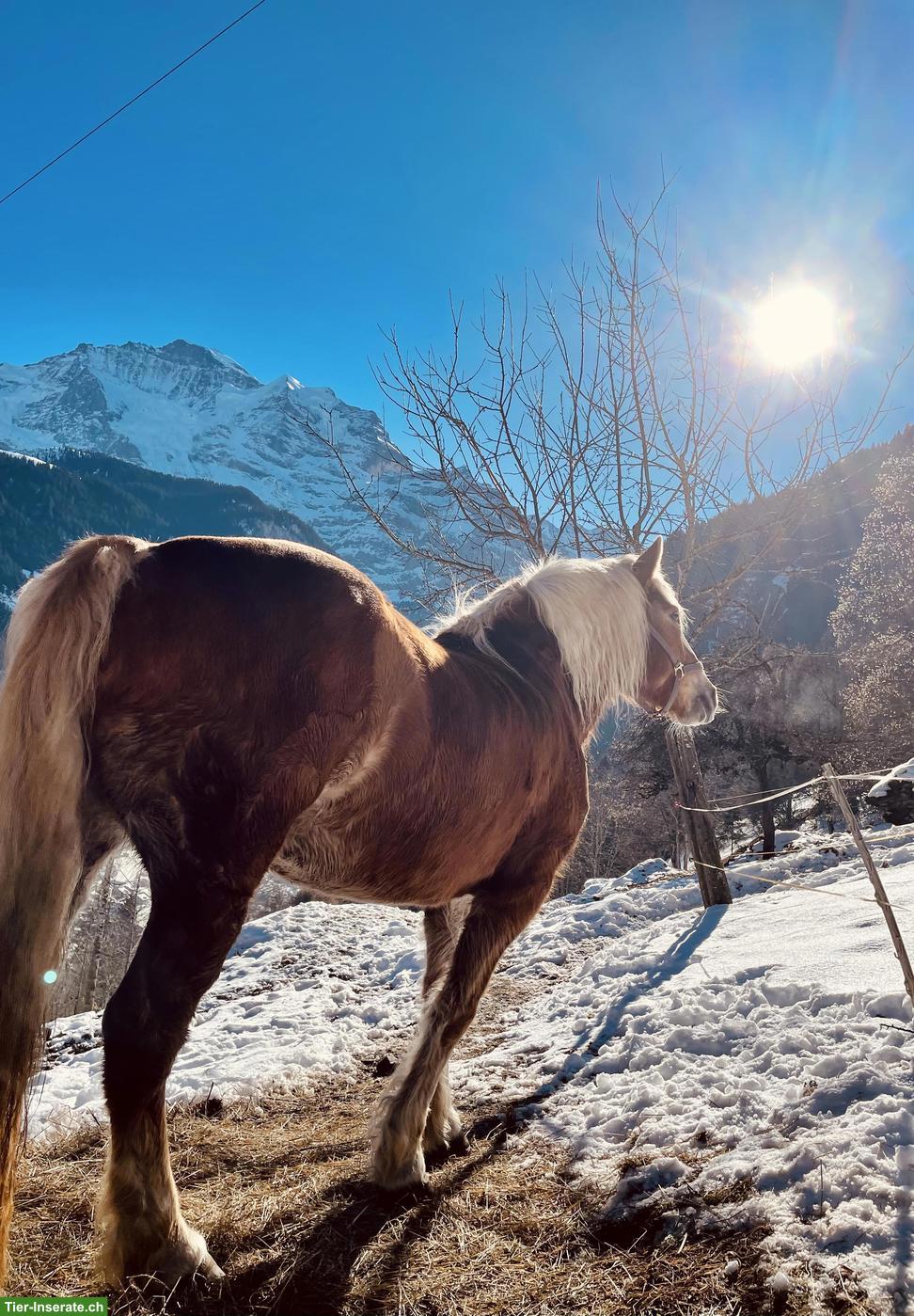 Bild 5: Haflinger Stute Annie sucht passenden Lebensplatz