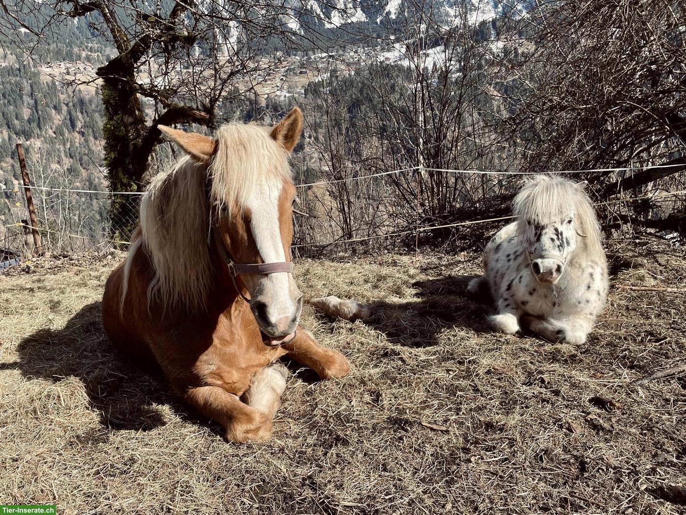 Bild 6: Haflinger Stute Annie sucht passenden Lebensplatz