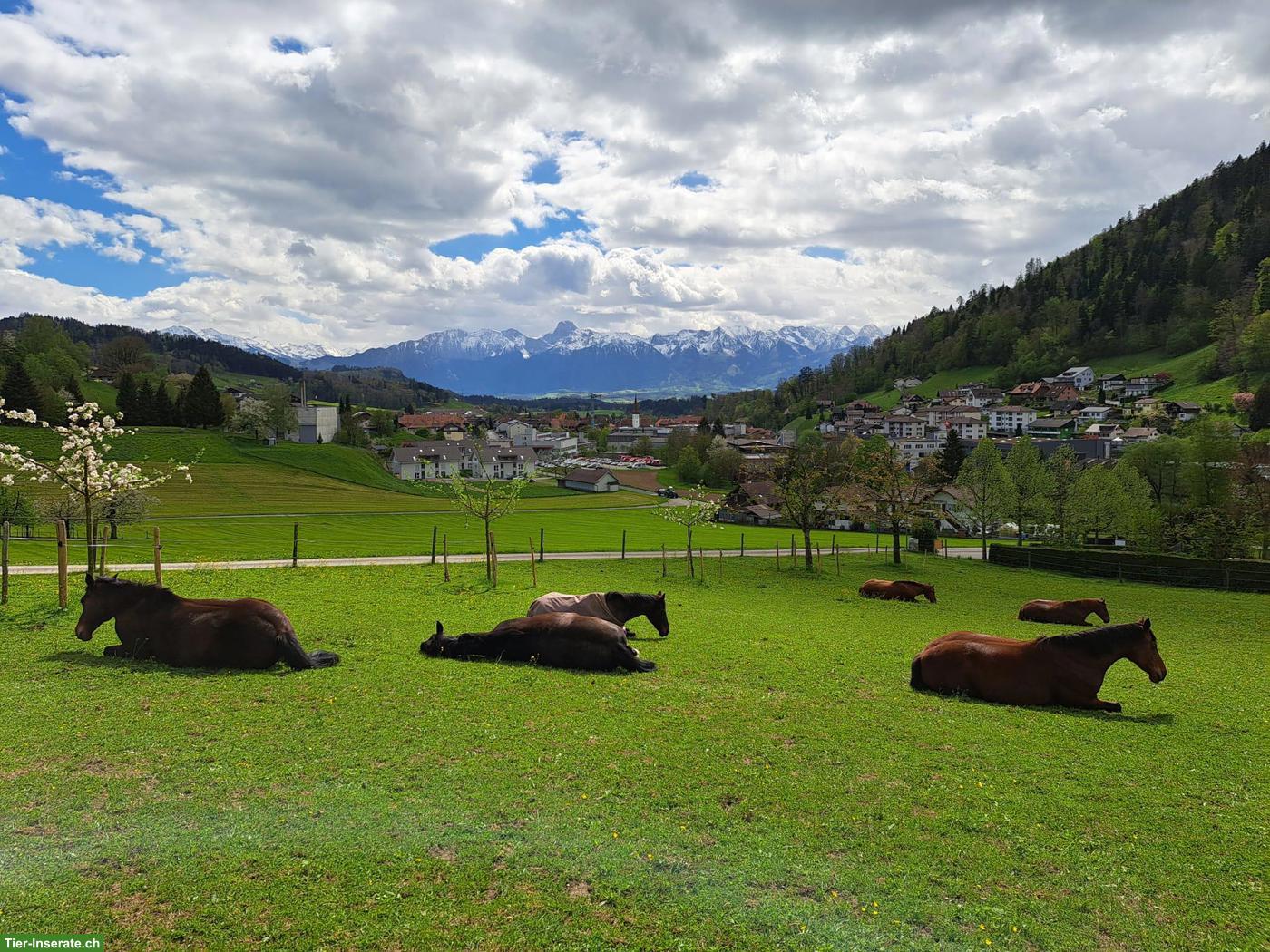 Offenstall / Altersweide für Wallache in Oberdiessbach BE