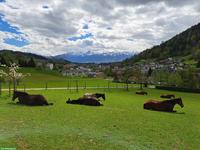 Offenstall / Altersweide für Wallache in Oberdiessbach BE