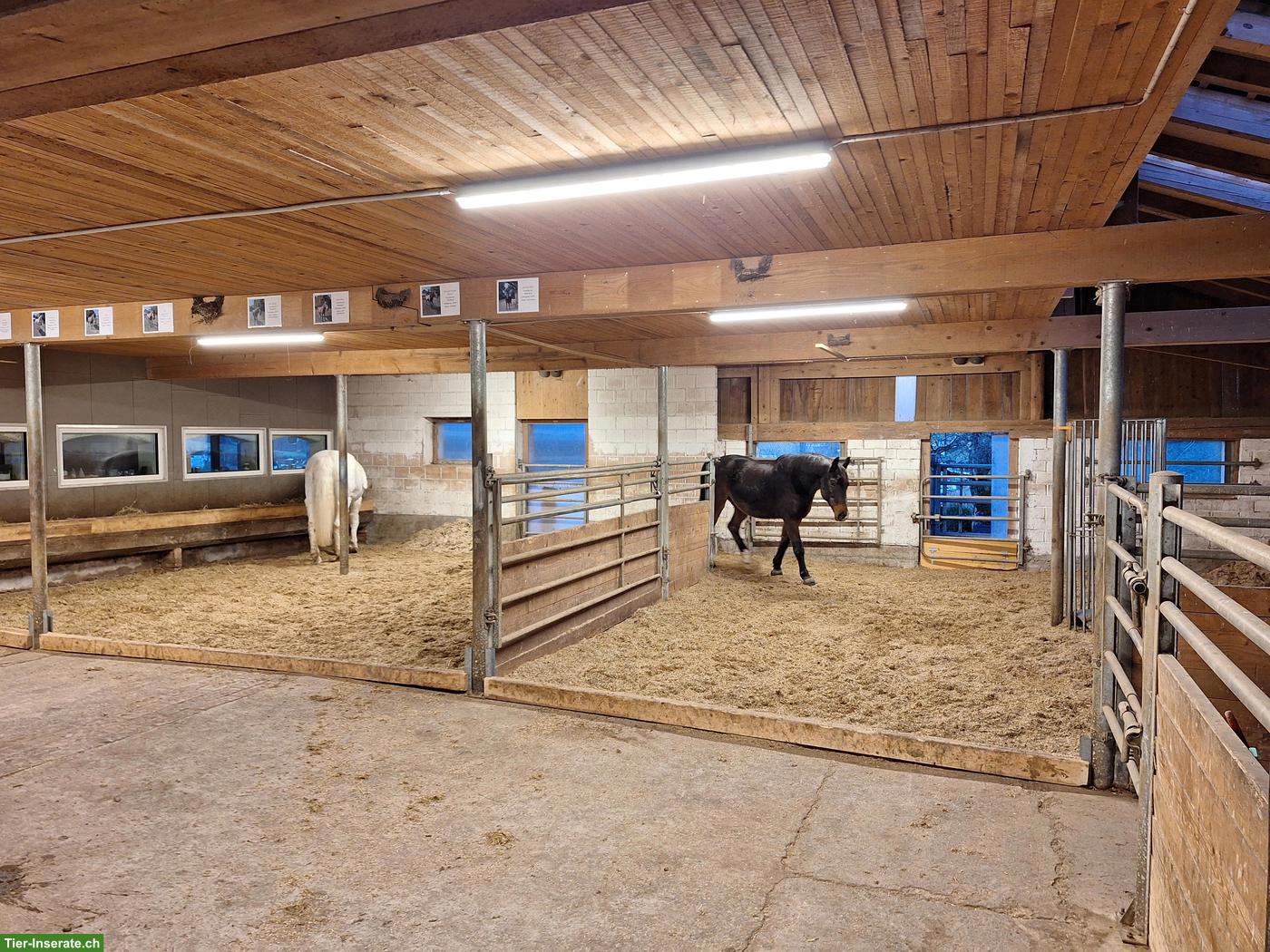 Bild 2: Offenstall / Altersweide für Wallache in Oberdiessbach BE