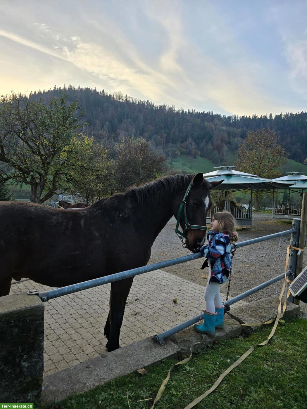 Bild 4: Offenstall / Altersweide für Wallache in Oberdiessbach BE
