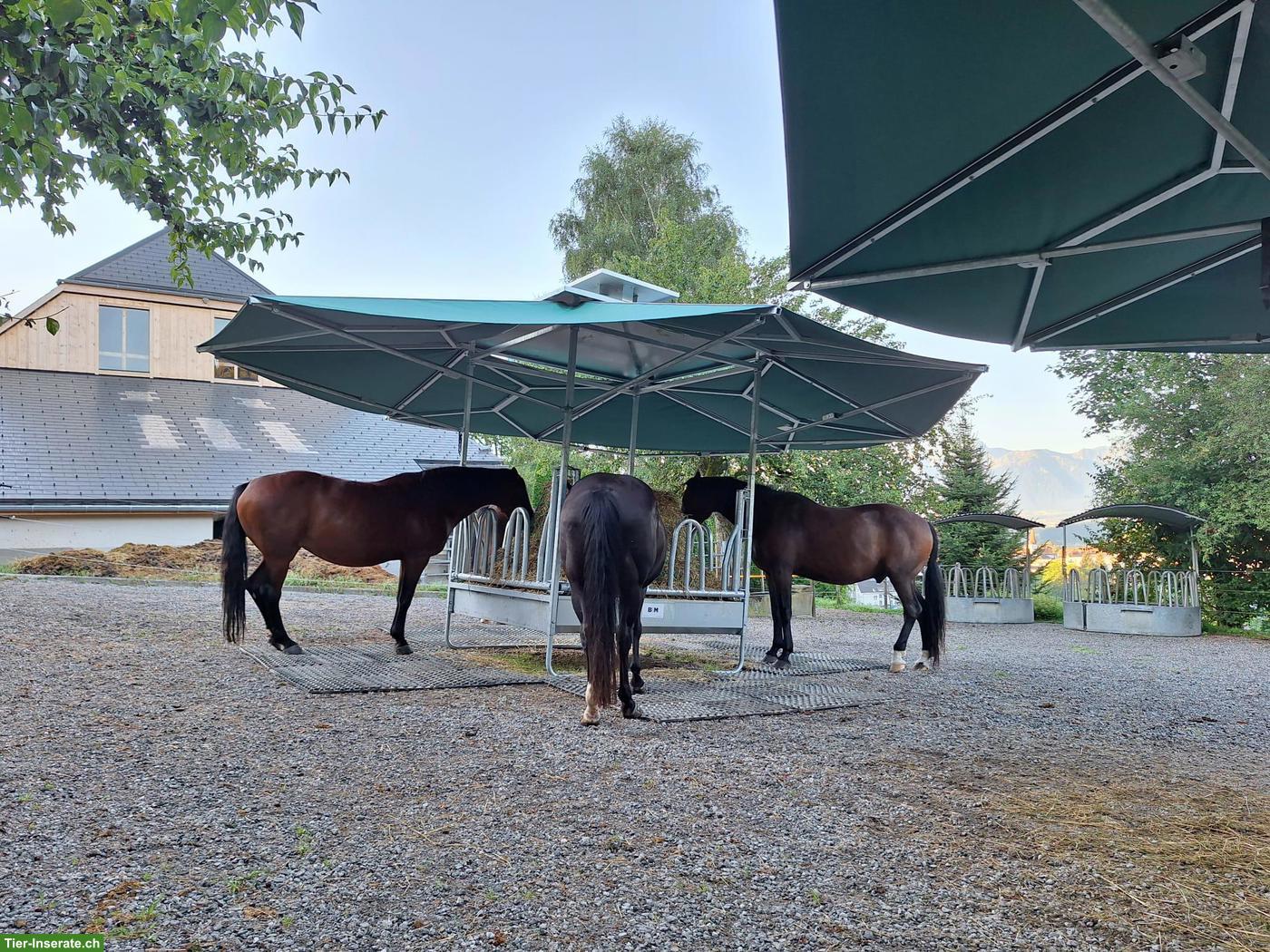 Bild 5: Offenstall / Altersweide für Wallache in Oberdiessbach BE