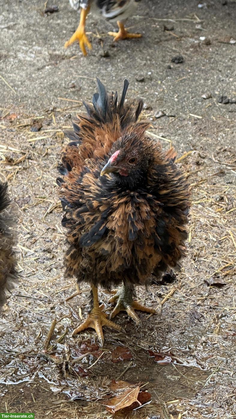 Farbige Strupphühner: 2 Hähne abzugeben