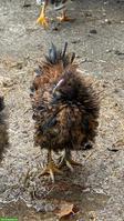 Farbige Strupphühner: 2 Hähne abzugeben