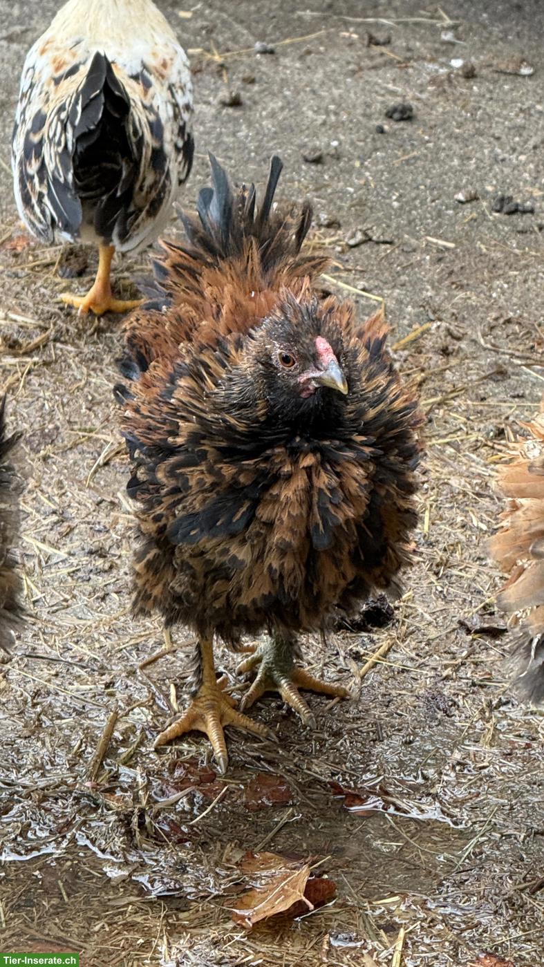 Bild 2: Farbige Strupphühner: 2 Hähne abzugeben