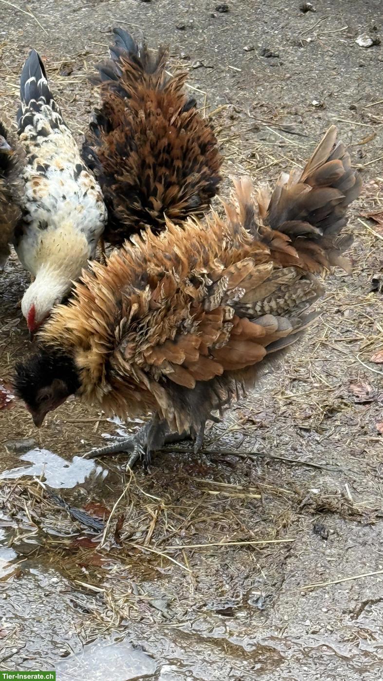 Bild 3: Farbige Strupphühner: 2 Hähne abzugeben