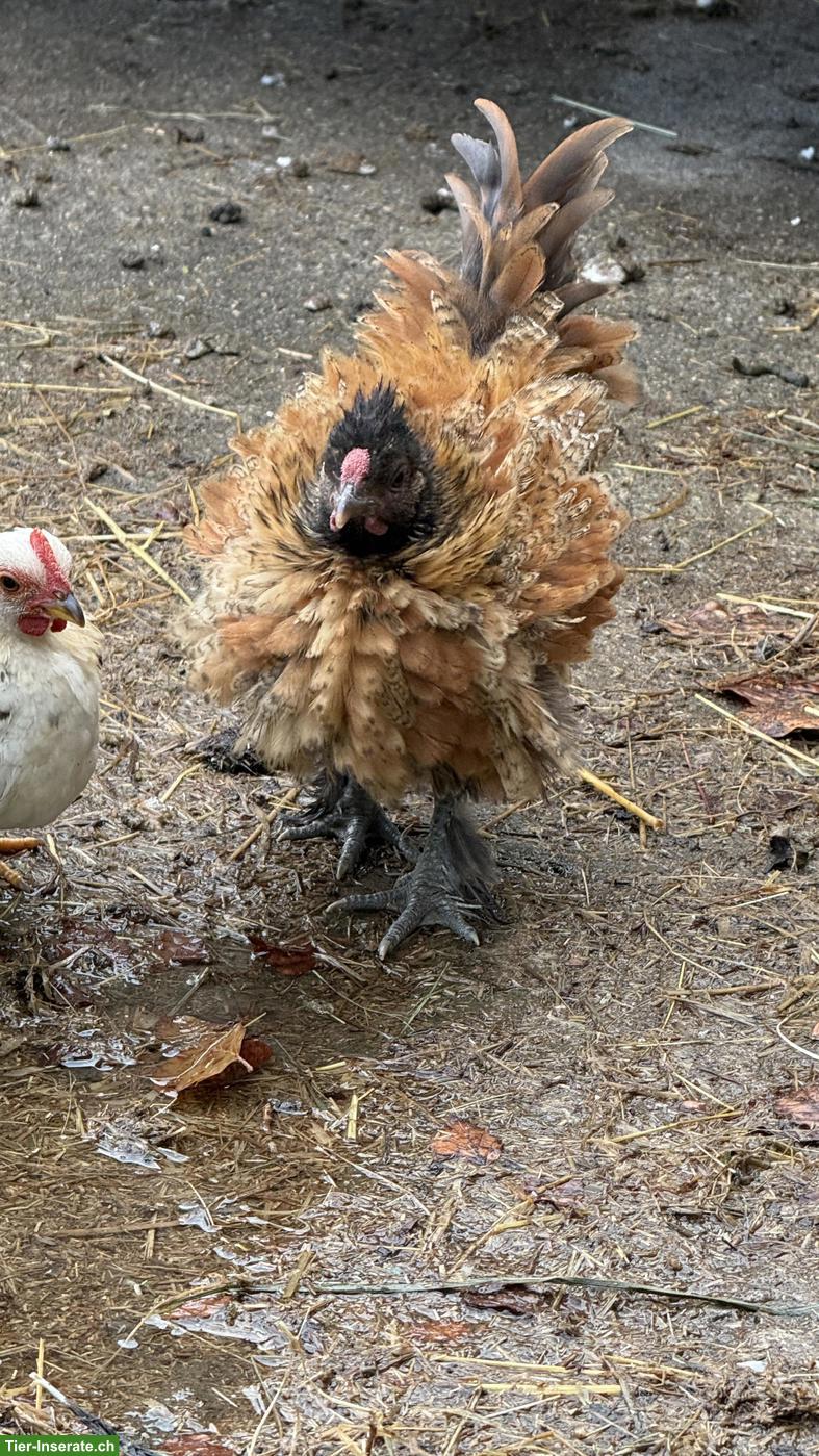 Bild 4: Farbige Strupphühner: 2 Hähne abzugeben