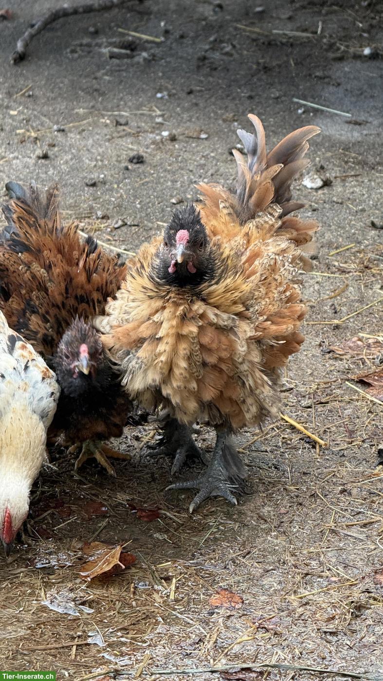 Bild 5: Farbige Strupphühner: 2 Hähne abzugeben