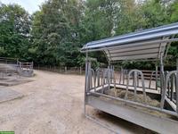 2-3 verlässliche Kinderponys (98-145 cm) für Ponyclub