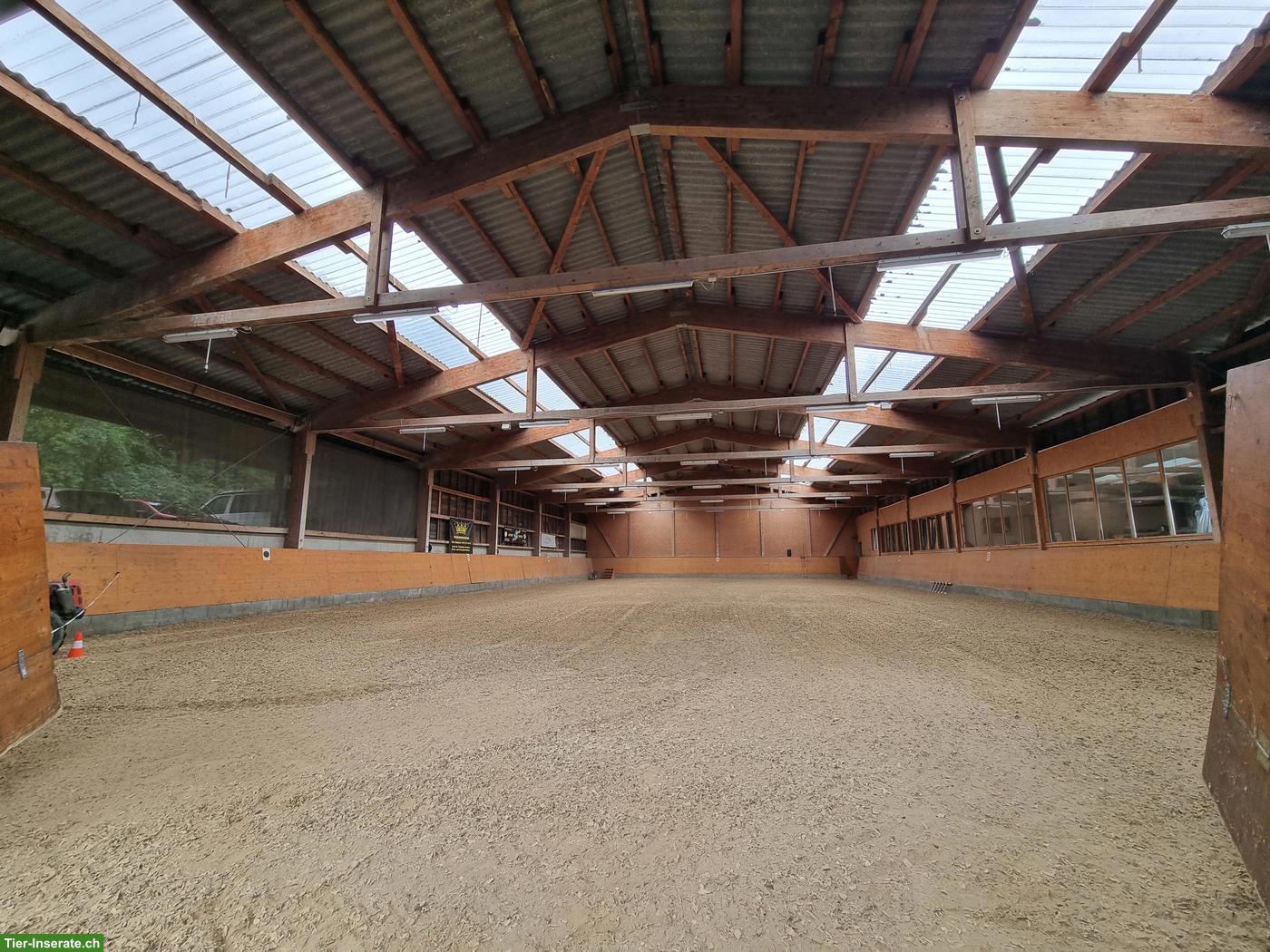 Bild 2: Suche 2-3 verlässliche Kinderponys (98-145 cm) für Ponyclub