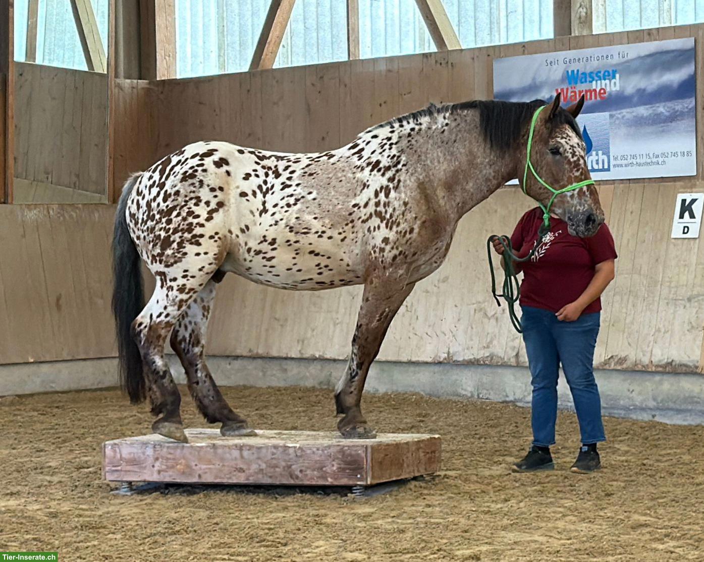 Bild 2: Brauntiger Wallach, Jahrgang 2019