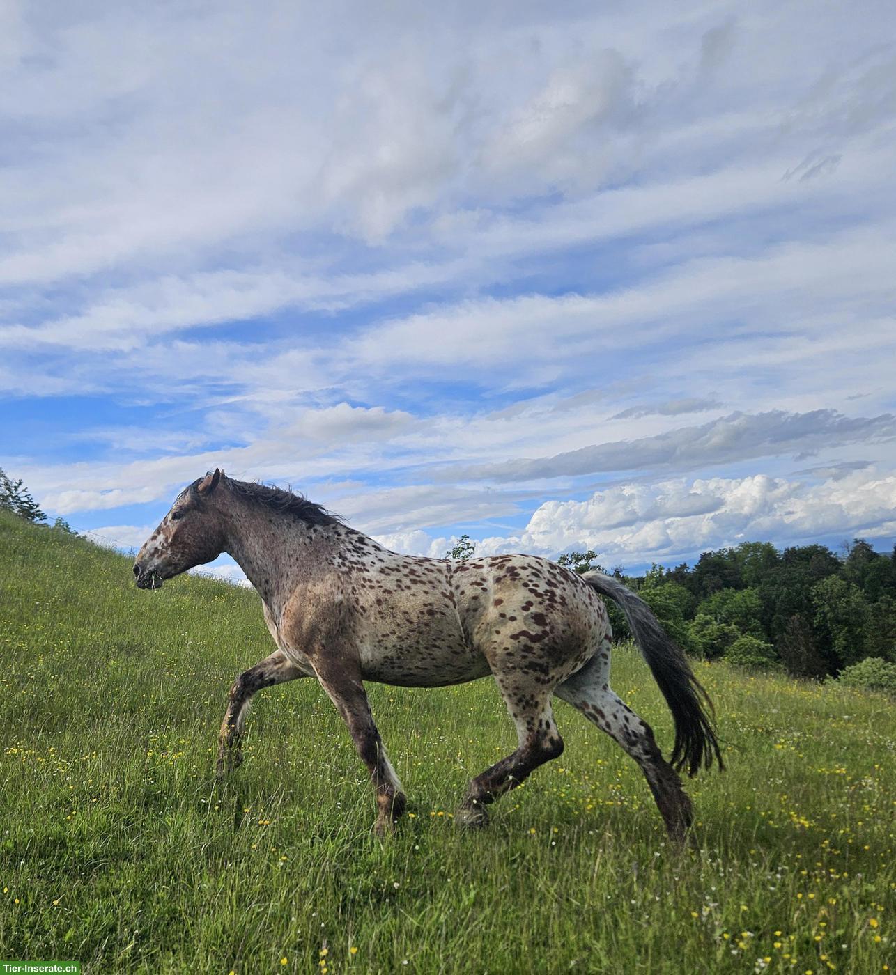 Bild 3: Brauntiger Wallach, Jahrgang 2019