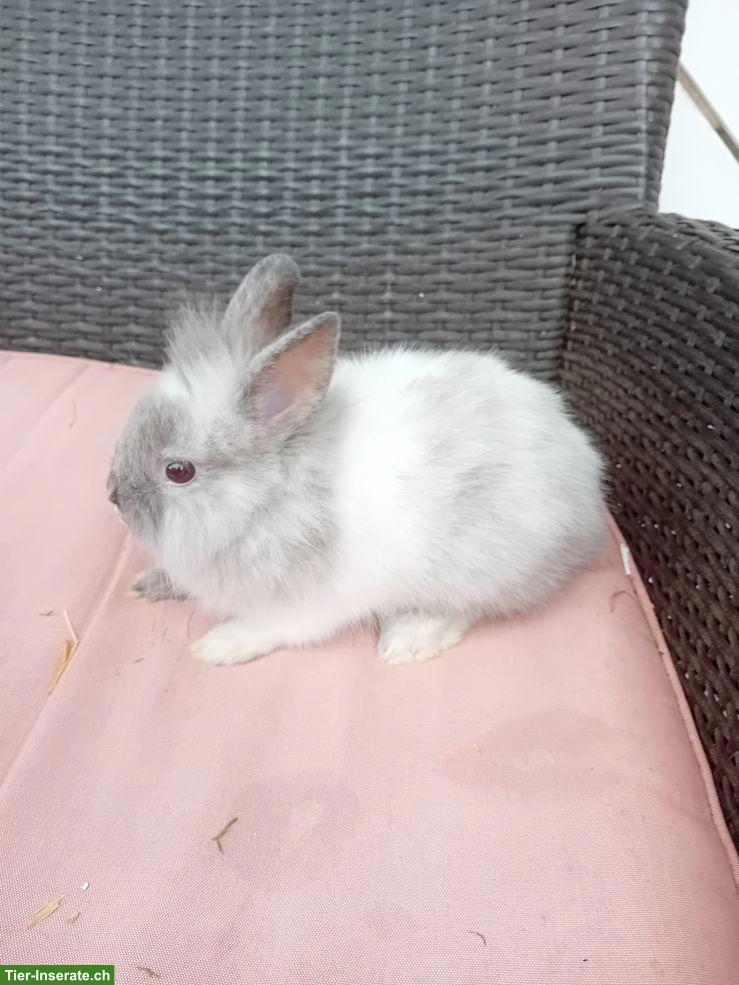 Bild 4: Süsse Zwergkaninchen suchen neues Zuhause