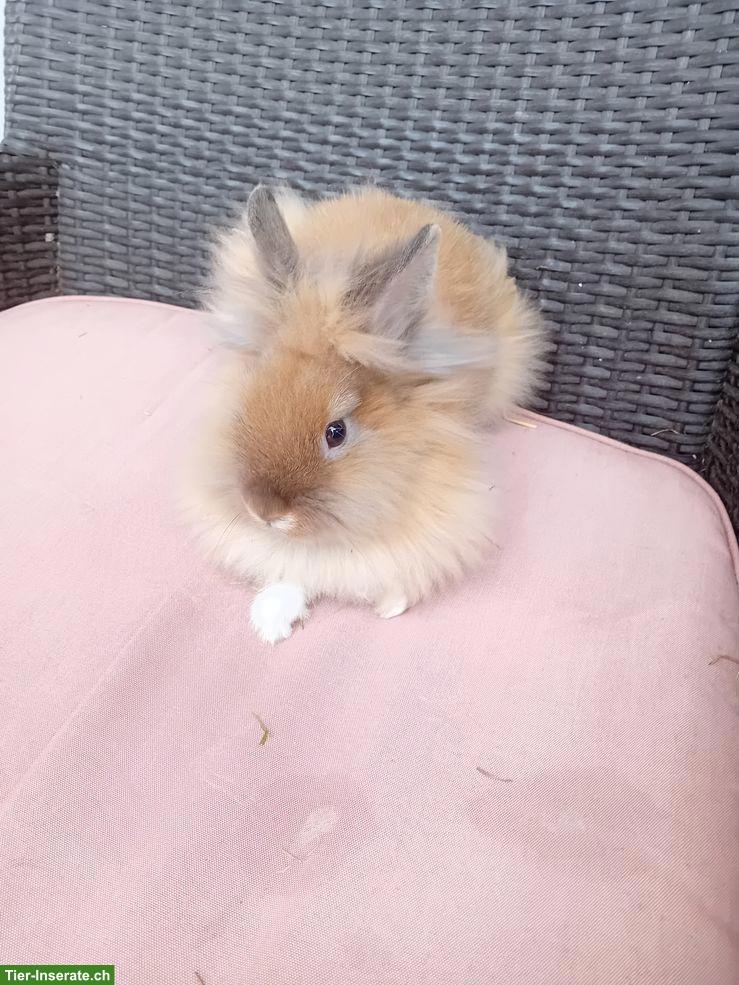 Bild 5: Süsse Zwergkaninchen suchen neues Zuhause