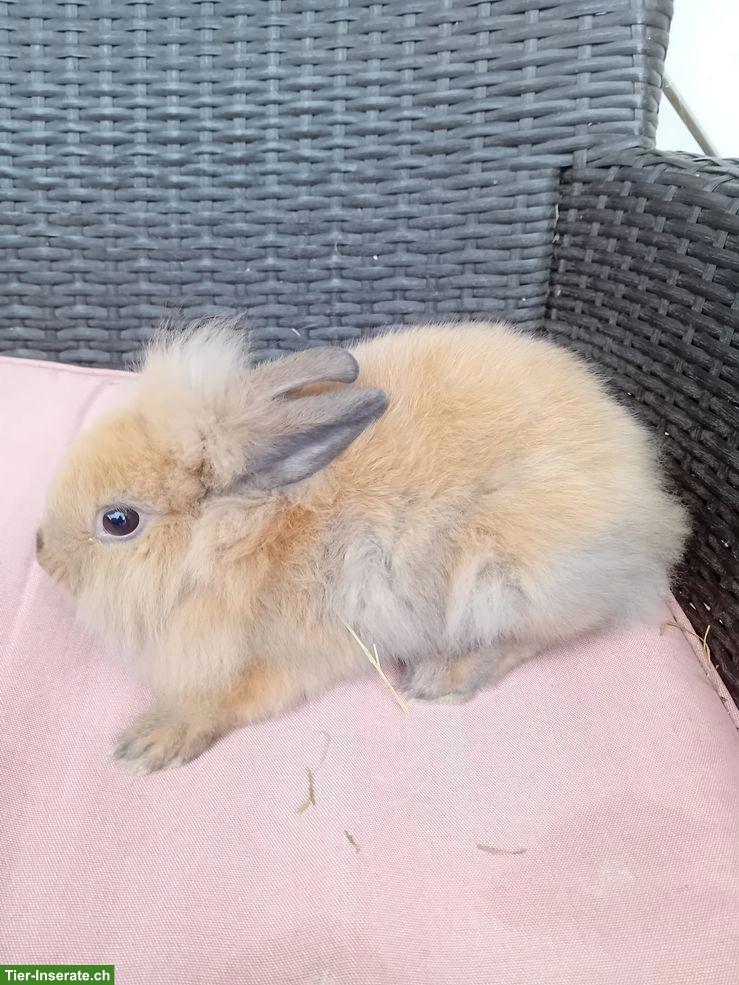 Bild 6: Süsse Zwergkaninchen suchen neues Zuhause
