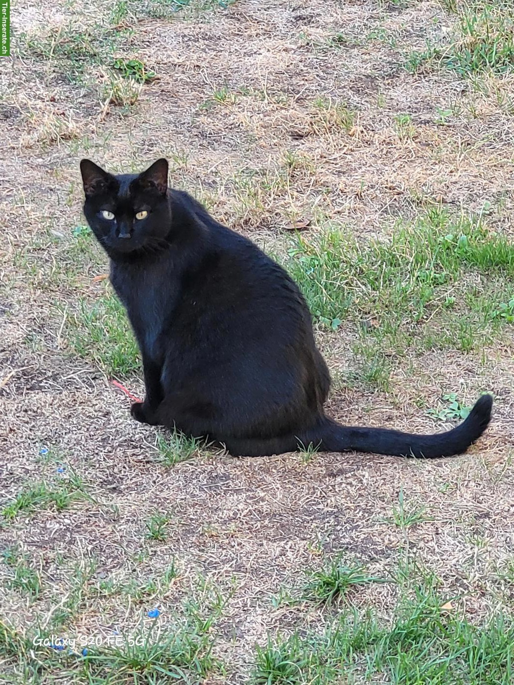 2 Kater - Wer möchte uns aufnehmen?
