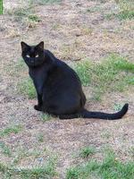 2 Kater - Wer möchte uns aufnehmen?