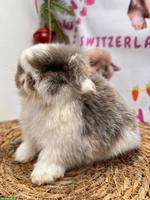 Reinrassiger Minilop mit Stammbaum sucht liebevolles Zuhause