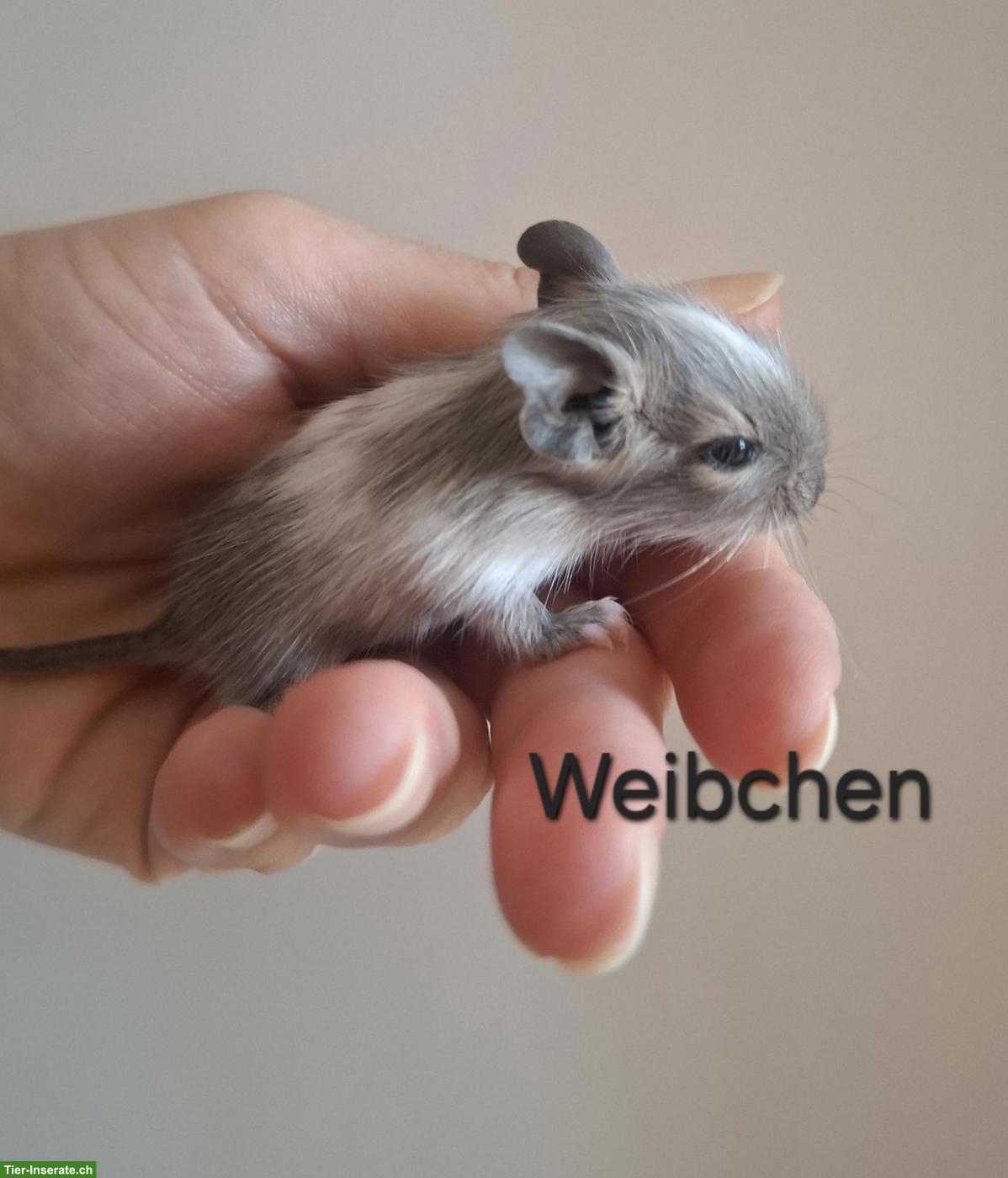 Süsses Degu Baby (Weibchen) sucht schönes Zuhause
