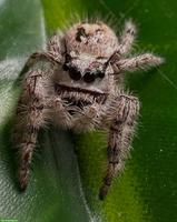 Phidippus otiosus "Cuba" zu verkaufen