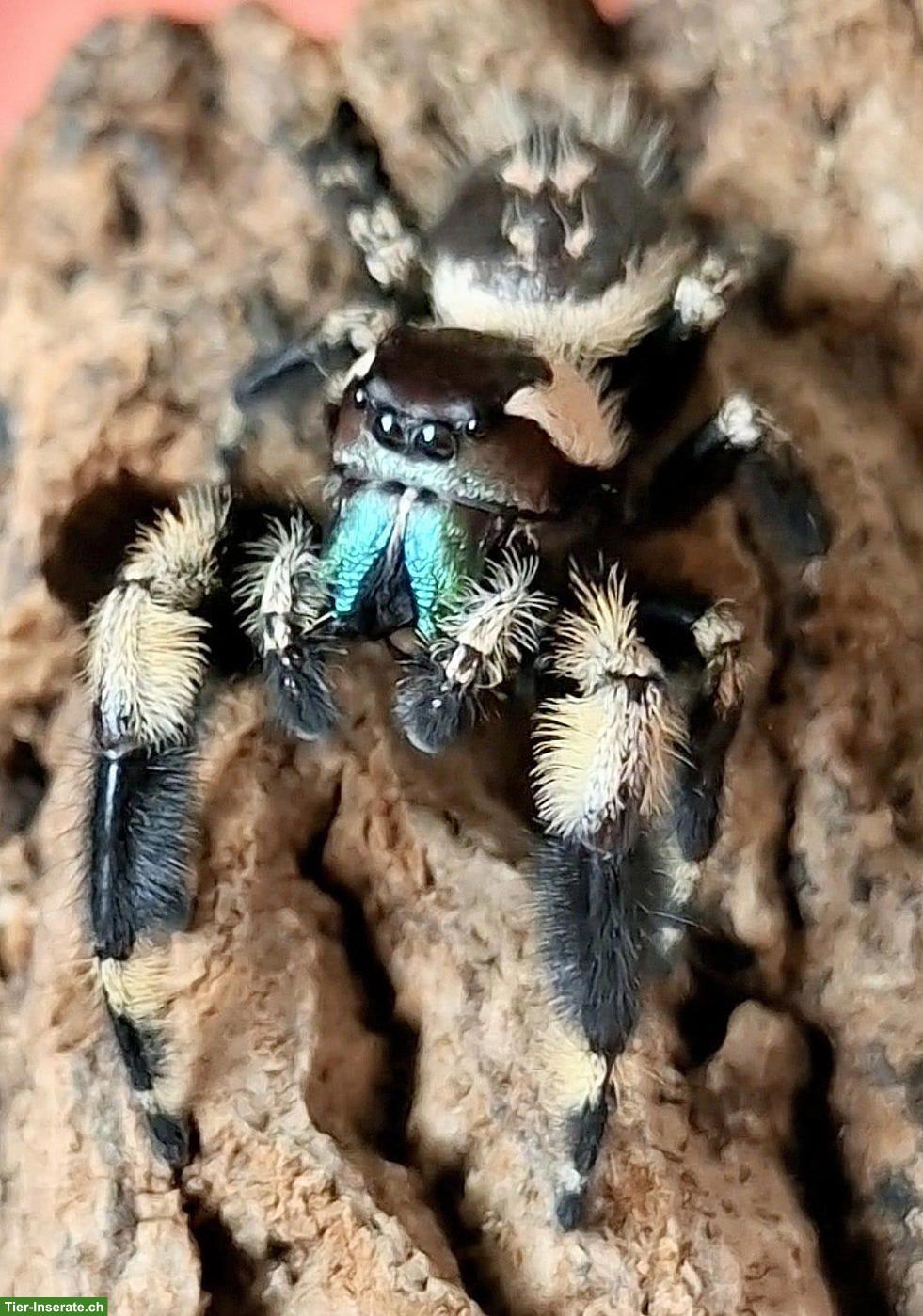 Bild 2: Phidippus otiosus "Cuba" zu verkaufen