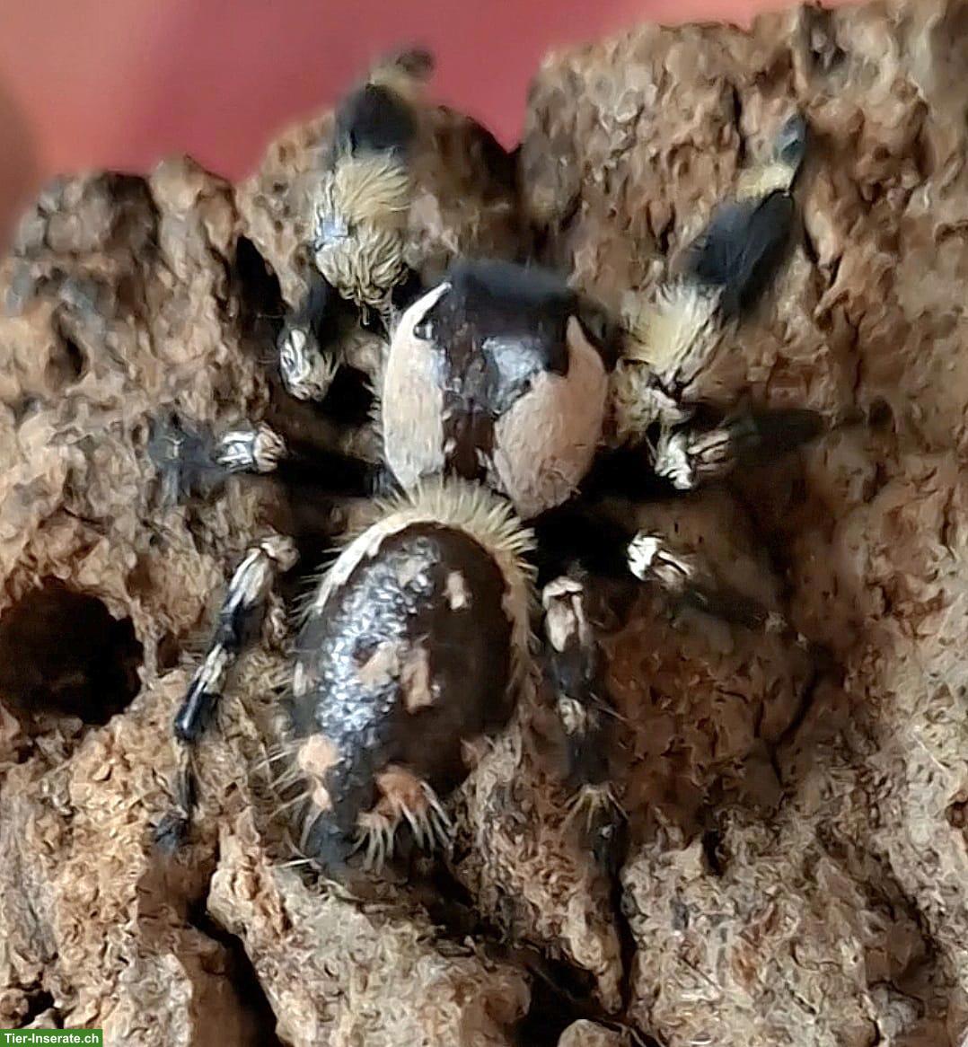 Bild 3: Phidippus otiosus "Cuba" zu verkaufen