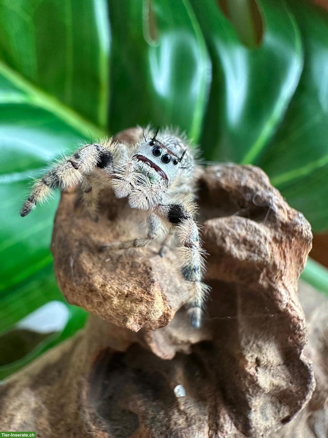 Bild 4: Phidippus otiosus "Cuba" zu verkaufen