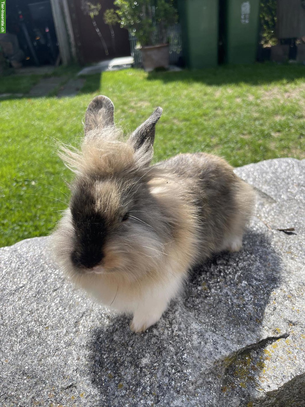 Junge Löwenkopf Zwerghäsli