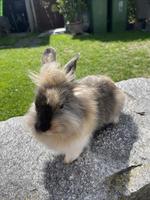 Junge Löwenkopf Zwerghäsli
