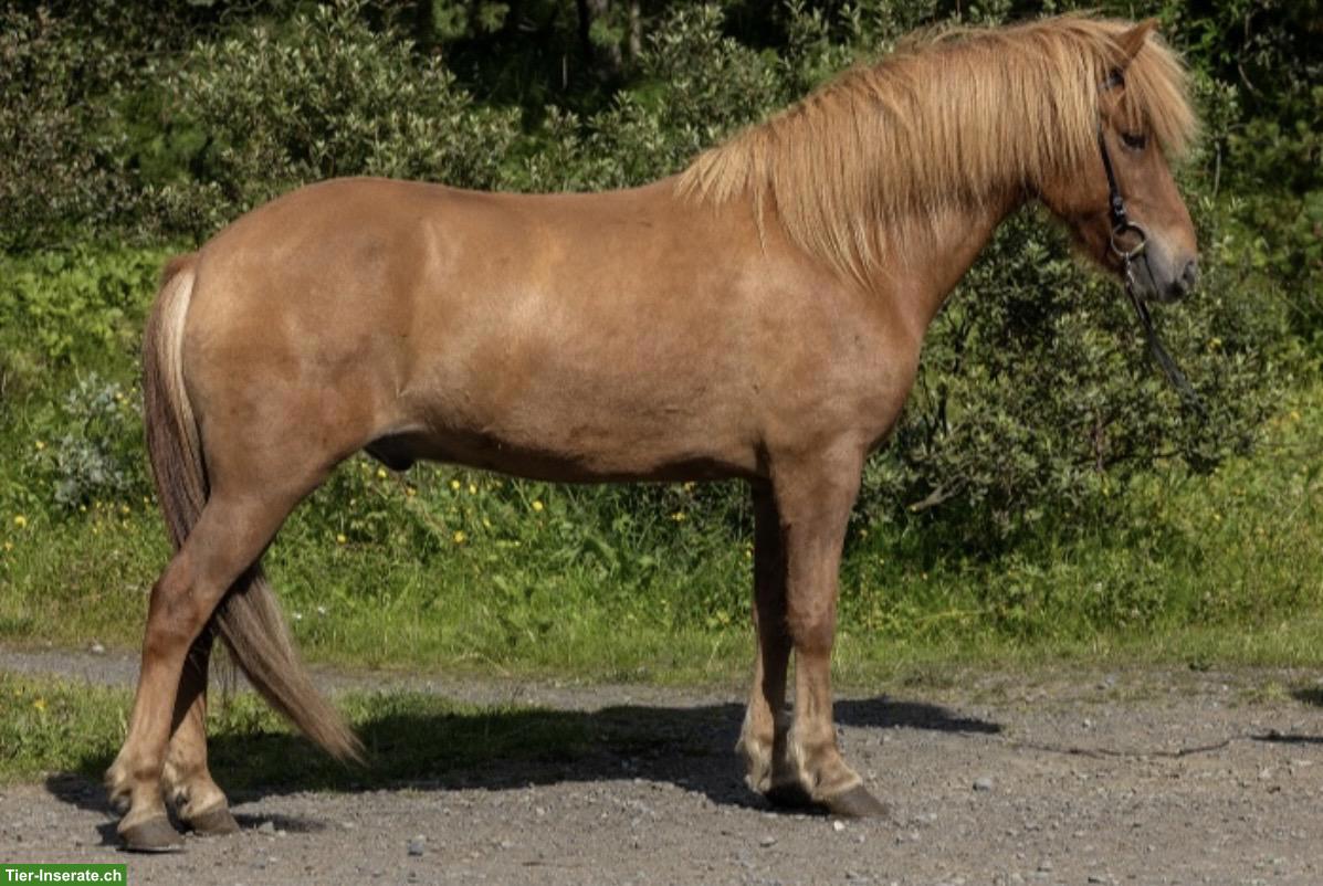 Oberherziger Isländer Wallach, fuchsfalbe