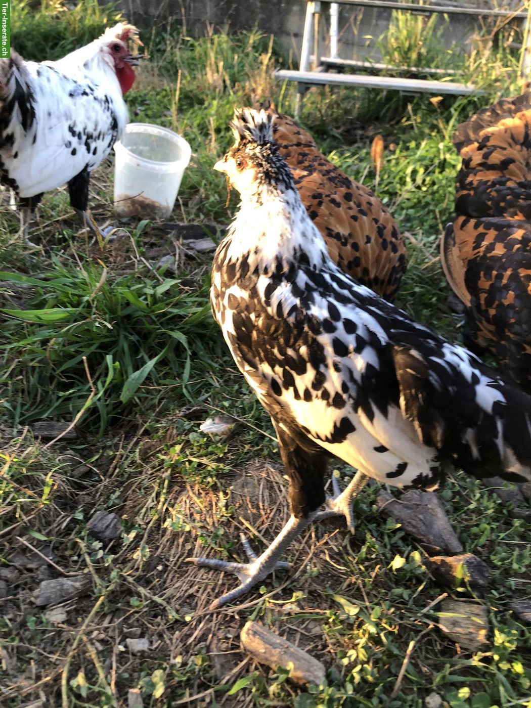 Bild 2: Appenzeller Spitzhauben Junghähne, schwarz-weiss