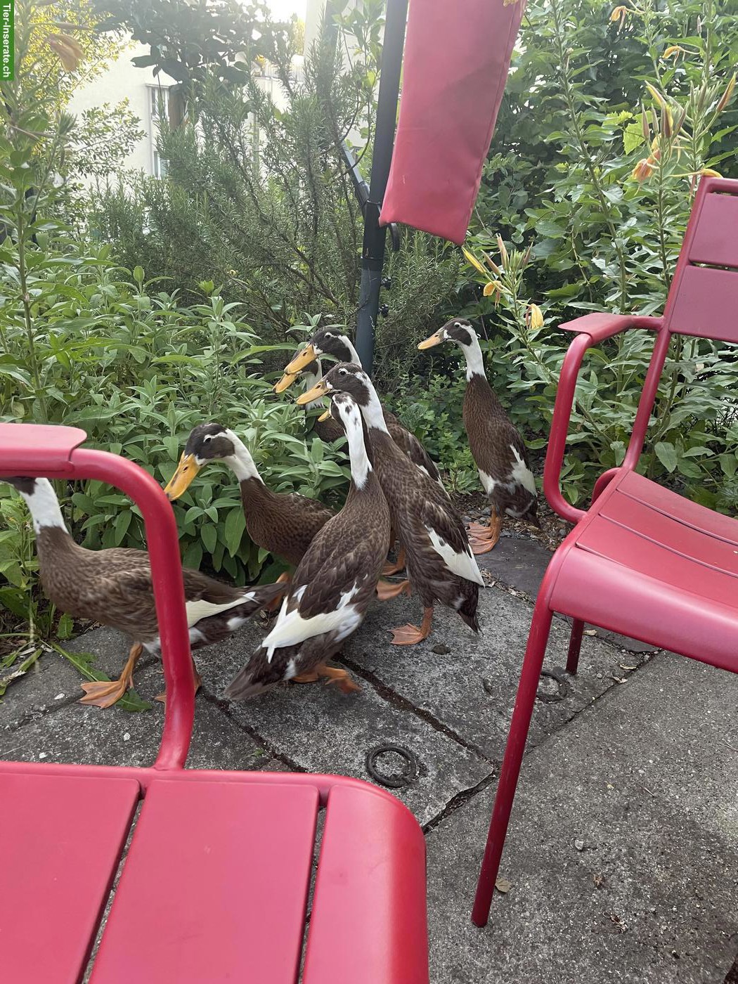 Bild 4: Laufenten rehfarbig-weissgescheckt