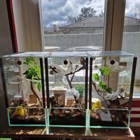 Glasterrarien zu verkaufen, für Spinnen und Mantiden gebraucht