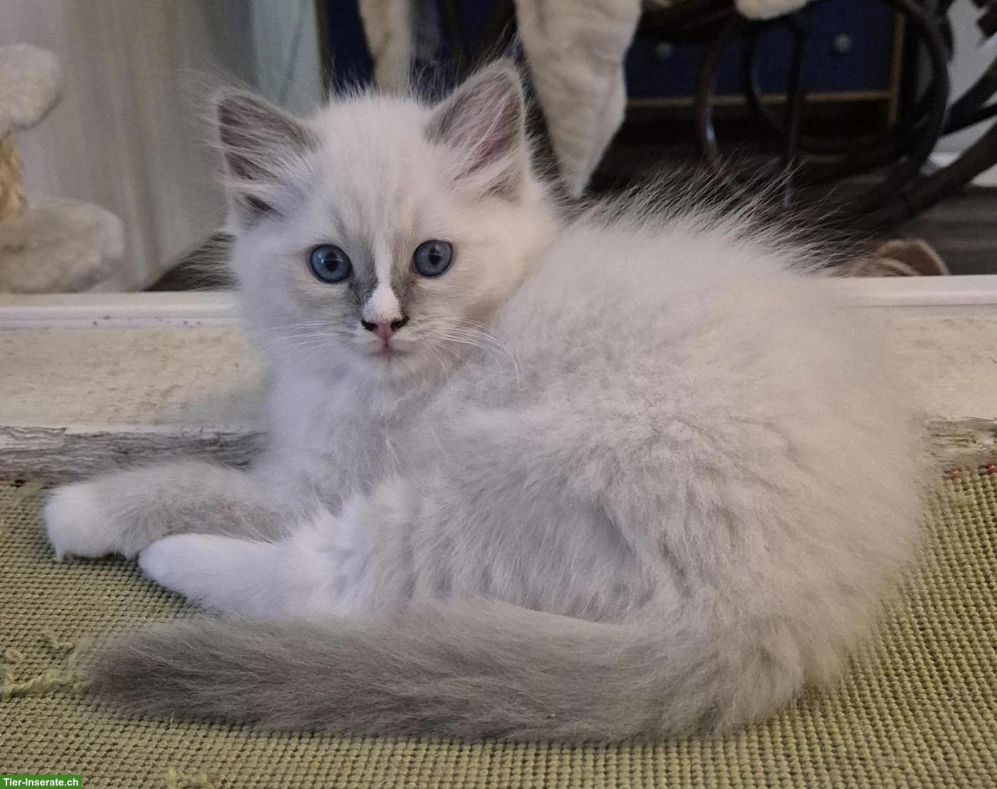 Seal Ragdoll Kitten zu verkaufen