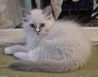 Seal Ragdoll Kitten zu verkaufen
