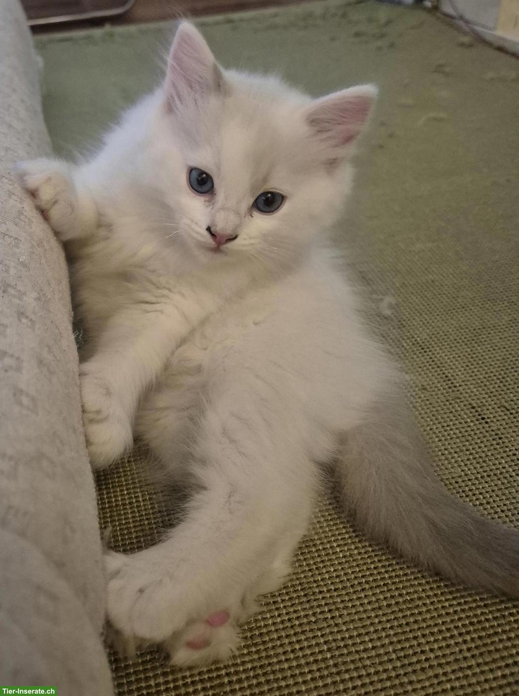 Bild 2: Seal Ragdoll Kitten zu verkaufen