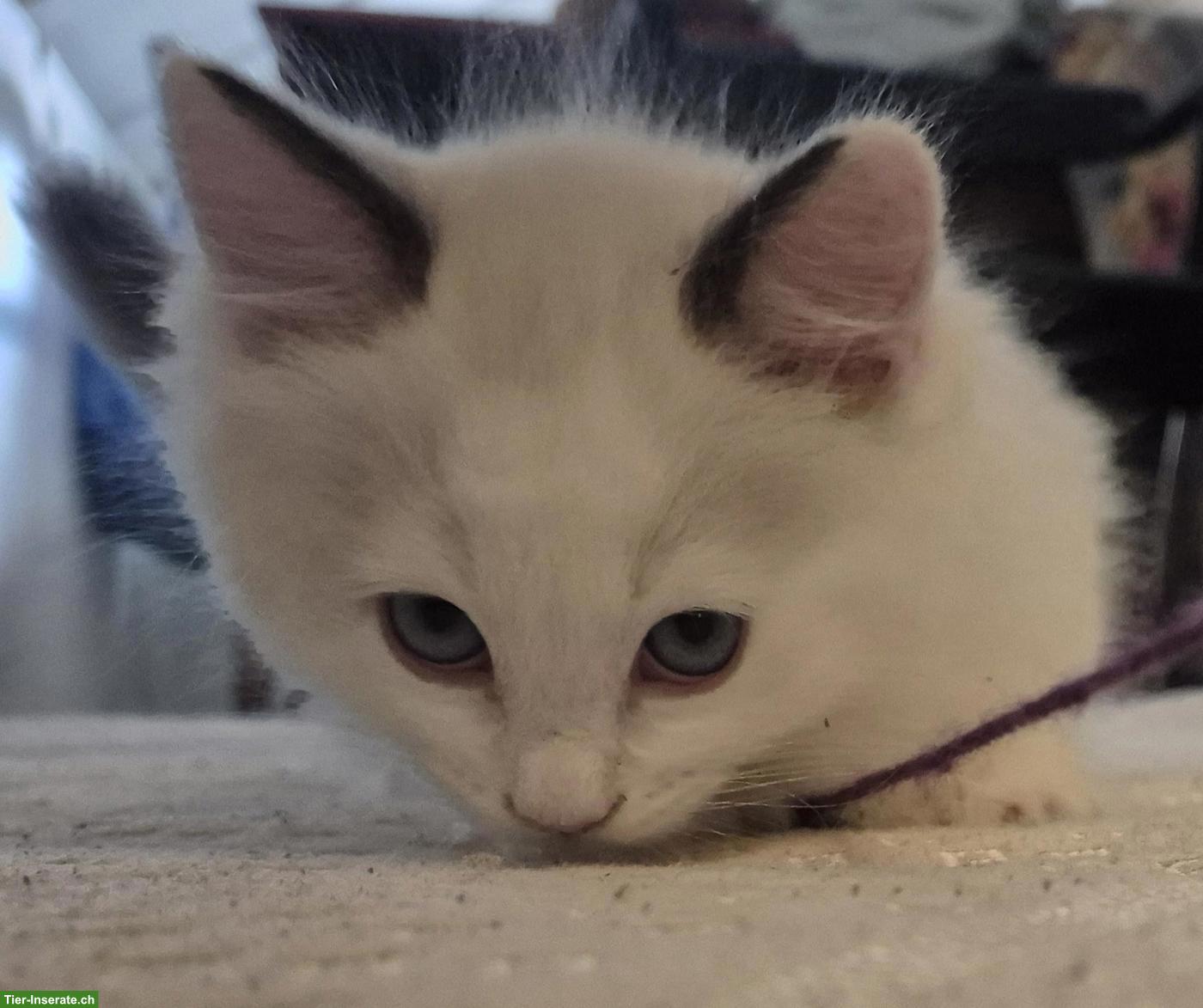 Bild 3: Seal Ragdoll Kitten zu verkaufen
