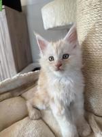 Reinrassigen Maine Coon Kitten, 3 Kater