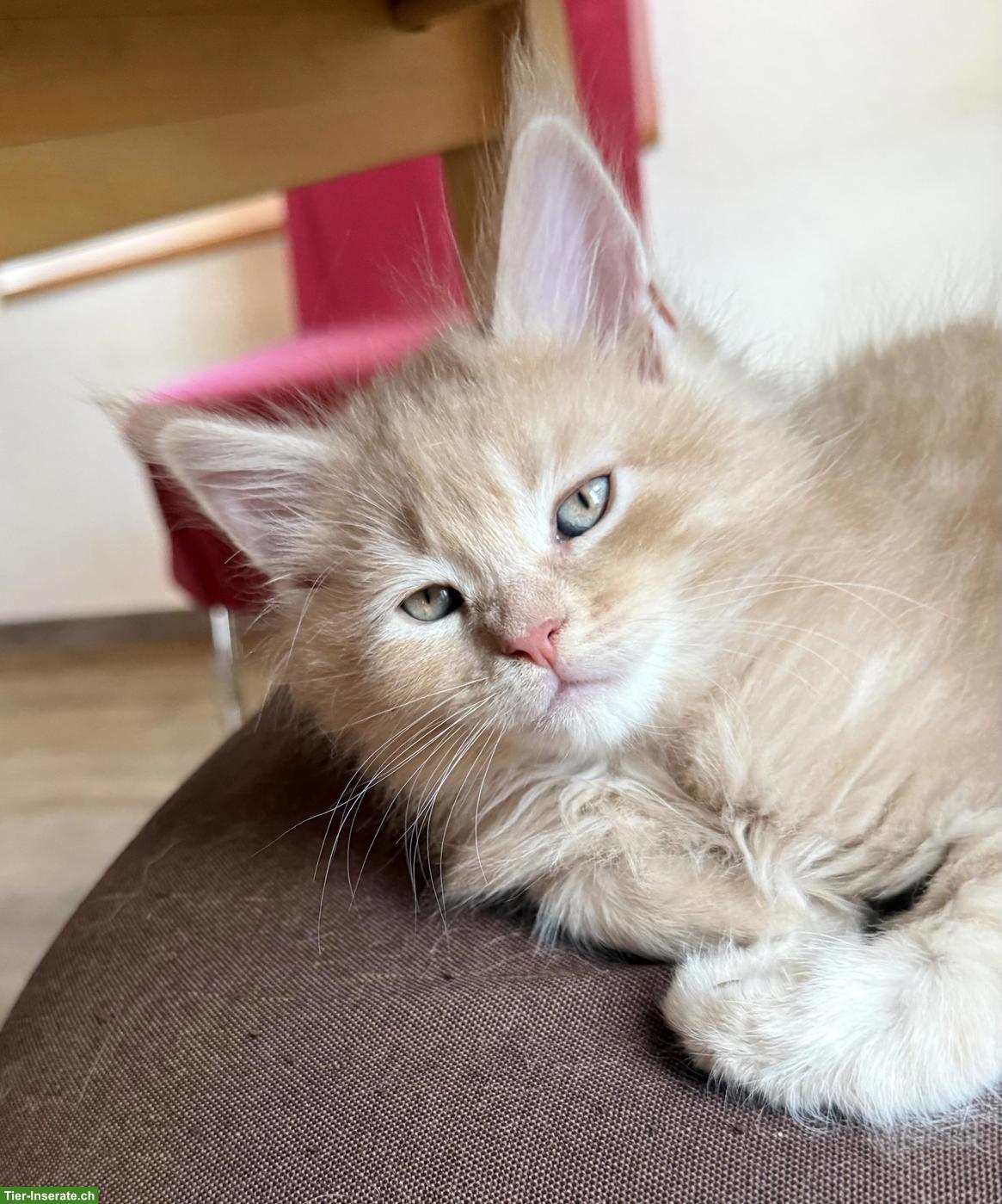 Bild 2: Reinrassigen Maine Coon Kitten, 3 Kater