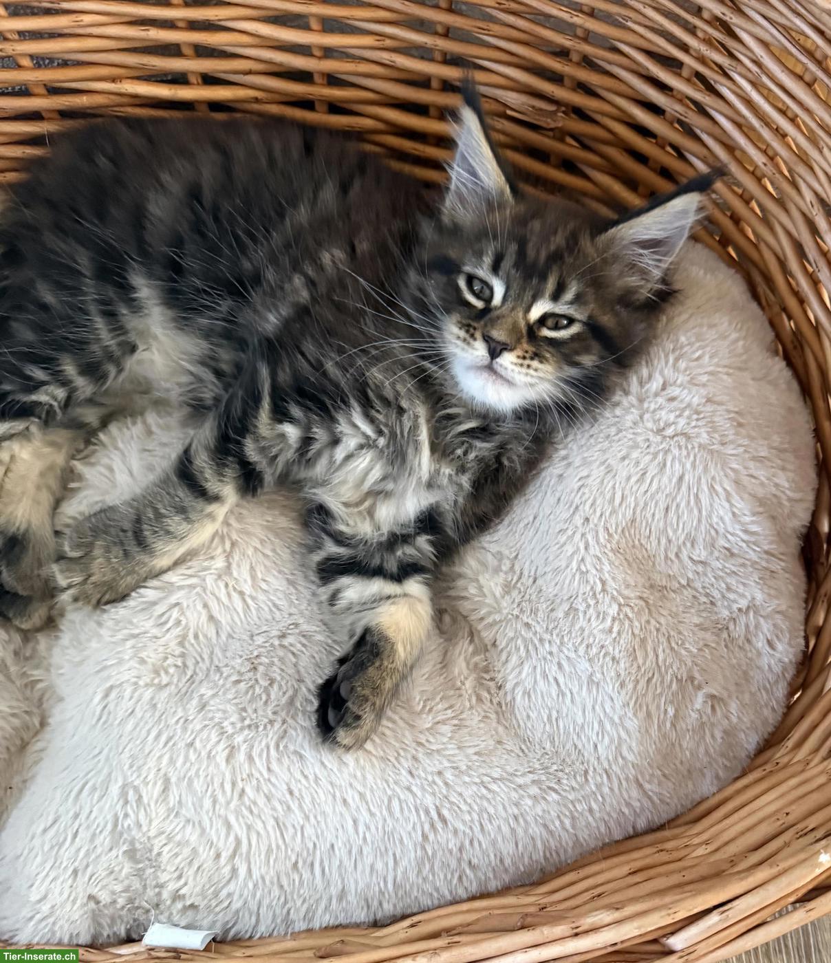 Bild 3: Reinrassigen Maine Coon Kitten, 3 Kater
