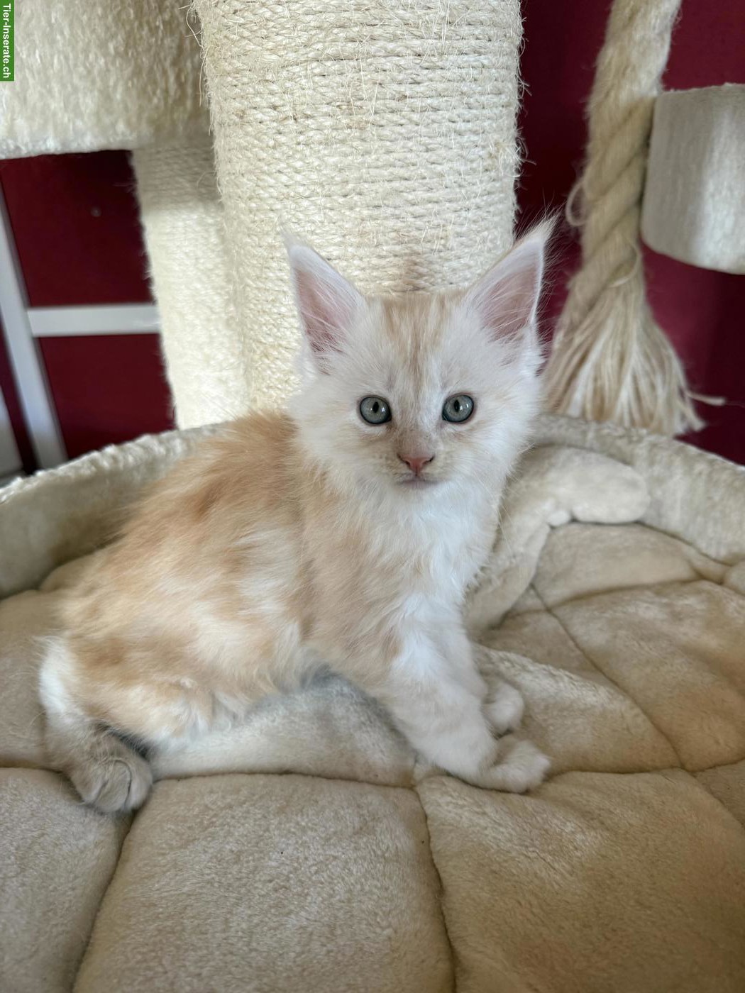 Bild 4: Reinrassigen Maine Coon Kitten, 3 Kater