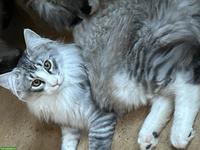 Wunderschöne Norwegische Waldkatze, Kater