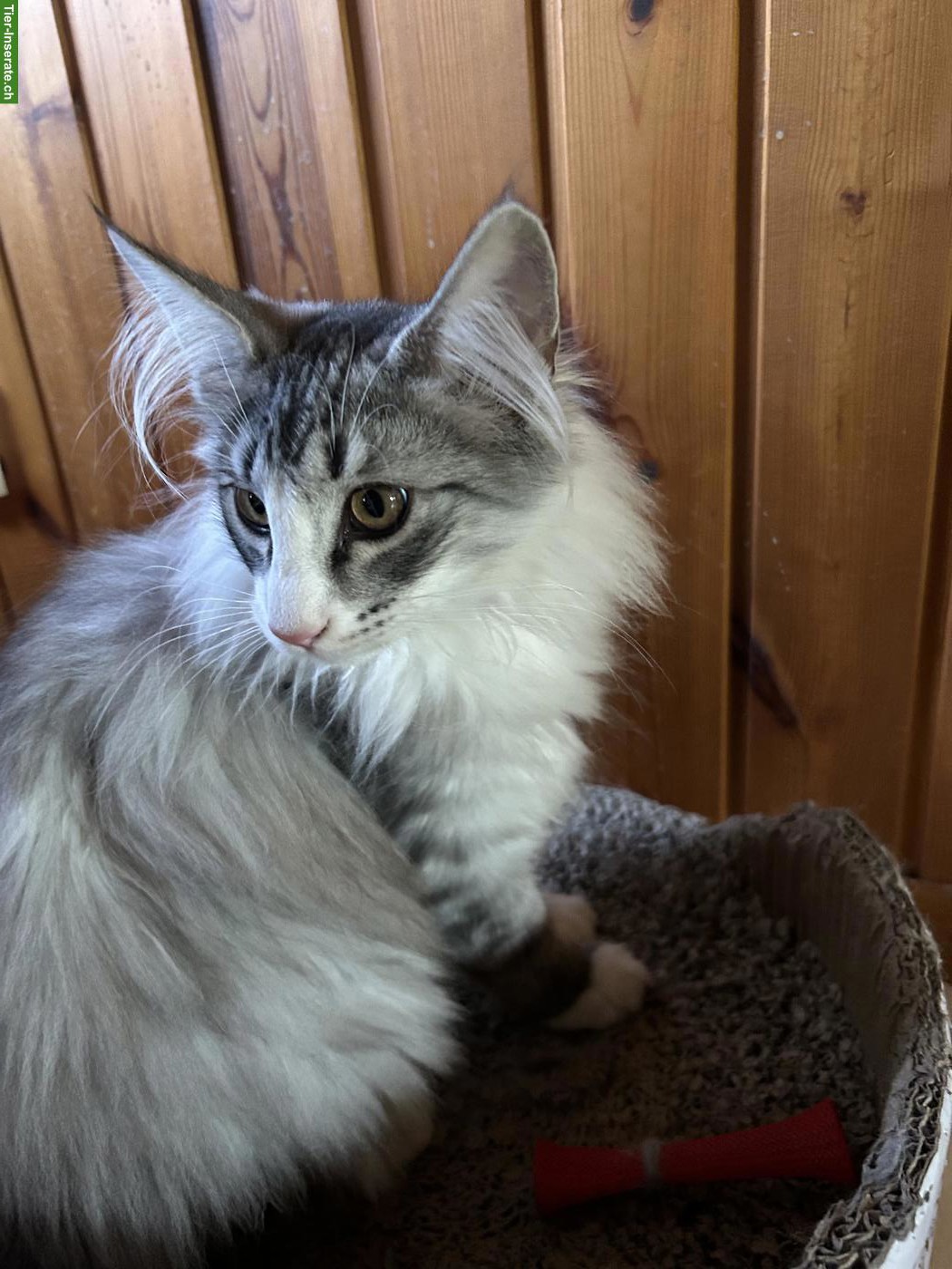 Bild 2: Wunderschöne Norwegische Waldkatze, Kater