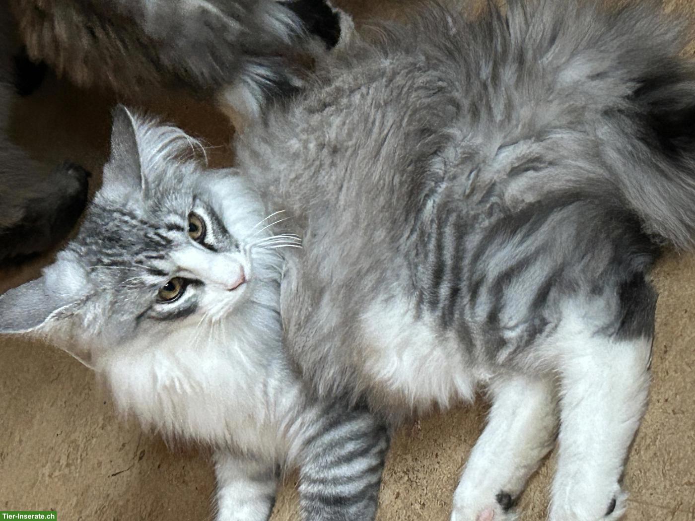 Bild 3: Wunderschöne Norwegische Waldkatze, Kater