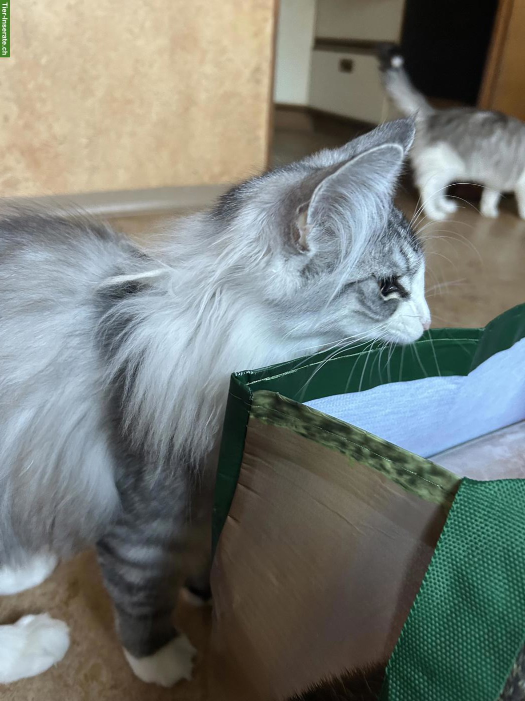 Bild 4: Wunderschöne Norwegische Waldkatze, Kater